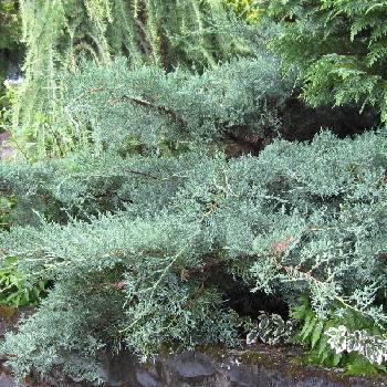 Можжевельник виргинский Juniperus virginiana 'Grey Owl'
